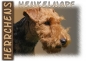 Preview: Fototasse Welsh Terrier