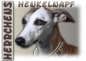 Preview: Fototasse Whippet Herrchen/Frauchen