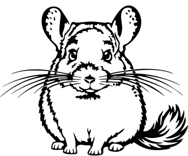 Aufkleber Chinchilla