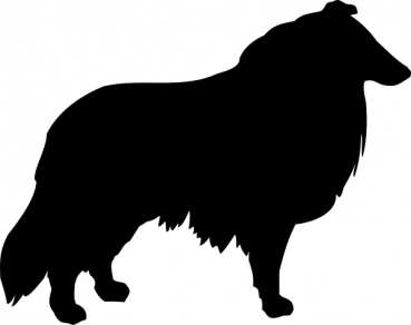 Collie (Langhaar) stehend Silhouette