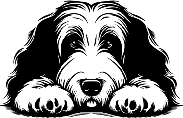 Aufkleber Bearded Collie Kopf