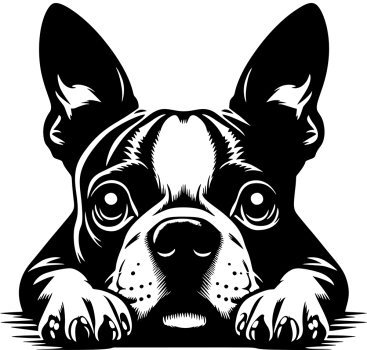 Autoaufkleber "Boston Terrier" Kopf