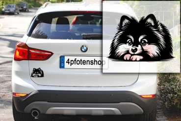 Autoaufkleber "Zwergspitz (Pomeranian)" Kopf