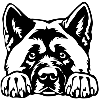 American Akita