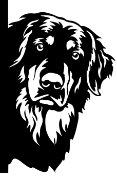 Aufkleber Hovawart Kopf