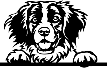 Aufkleber Epagneul Breton Kopf