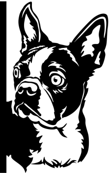Aufkleber Boston Terrier Kopf
