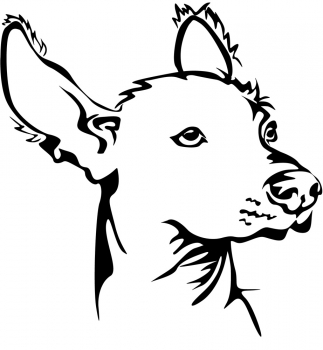 Autoaufkleber "Peruanischer Nackthund" Kopf