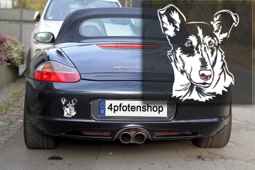 Autoaufkleber "Collie (Kurzhaar)" Kopf