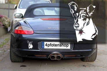 Autoaufkleber "Collie (Kurzhaar)" Kopf