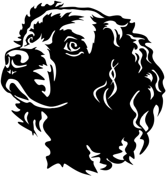 Autoaufkleber "American Water Spaniel" Kopf