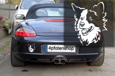 Autoaufkleber "Border Collie" Kopf