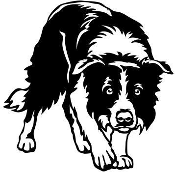 Aufkleber Border Collie
