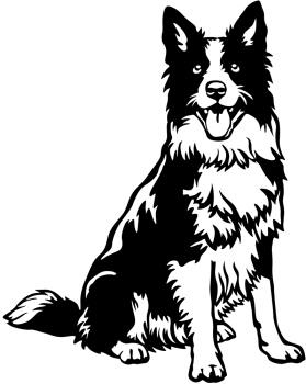 Aufkleber Border Collie