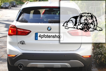 Preview: Autoaufkleber "Wolfsspitz" Kontur