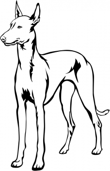 Autoaufkleber "Kelb-tal Fenek" (Pharaonenhund) Kontur