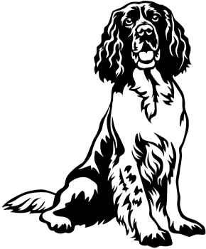 Autoaufkleber "Englischer Springer Spaniel" Kontur