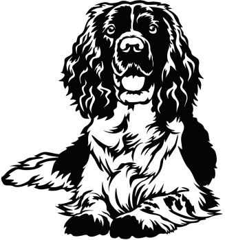 Autoaufkleber "Englischer Springer Spaniel" Kontur