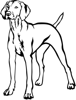 Aufkleber Magyar Vizsla