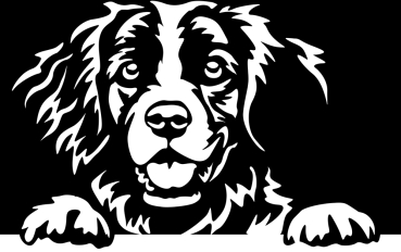 Aufkleber Epagneul Breton Kopf