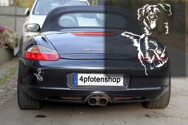 Autoaufkleber "Duck Tolling Retriever" Kontur