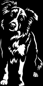 Aufkleber Border Collie