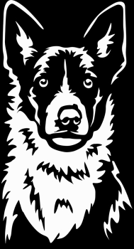 Autoaufkleber "Border Collie (Kurzhaar)" Kopf