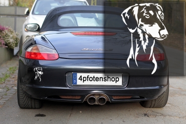 Autoaufkleber "Saluki (Kurzhaar)" Kopf