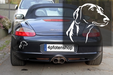 Autoaufkleber "Azawakh" Kopf