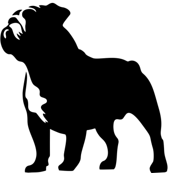 Englische Bulldogge stehend Silhouette