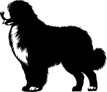 Berner Sennenhund stehend Silhouette
