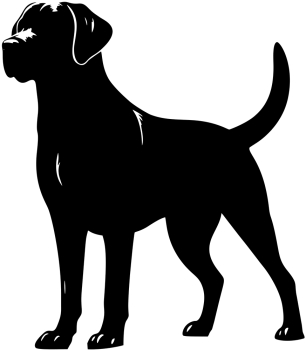 Labrador stehend Silhouette