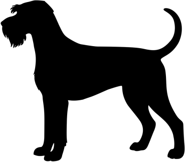 Riesenschnauzer stehend Silhouette