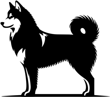 Siberian Husky stehend Silhouette