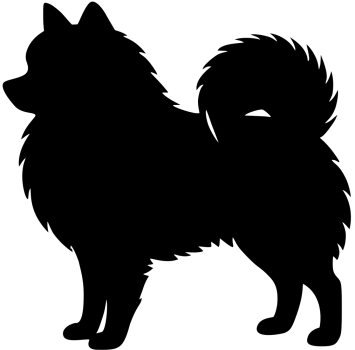 Zwergspitz stehend Silhouette