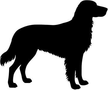 Münsterländer stehend Silhouette