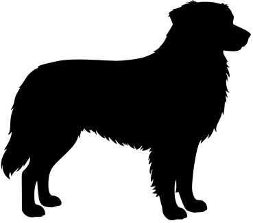 Australian Shepherd stehend Silhouette