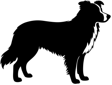 Border Collie stehend Silhouette