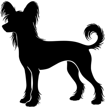 Chinese Crested Dog stehend Silhouette