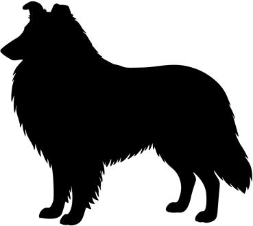 Collie (Langhaar) stehend Silhouette