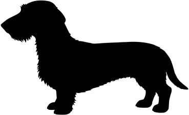 Rauhaardackel stehend Silhouette