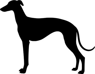 Galgo stehend Silhouette