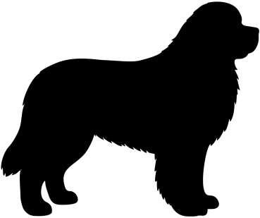 Neufundländer stehend Silhouette