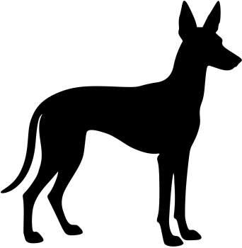 Podenco stehend Silhouette