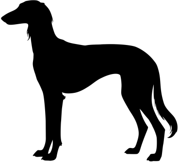 Saluki stehend Silhouette