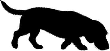 Rauhaardackel stehend Silhouette