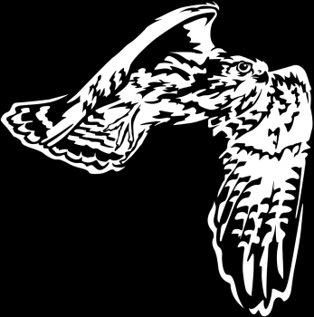 Aufkleber Falke - Wanderfalke im Flug *für dunkle Hintergründe
