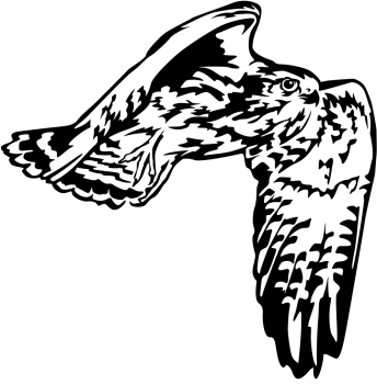 Aufkleber Falke - Wanderfalke im Flug *für helle Hintergründe