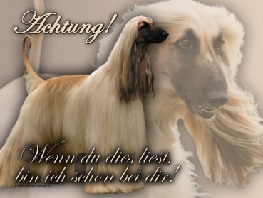 Hundewarnschild Afghane #3