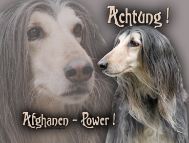 Hundewarnschild Afghane #4